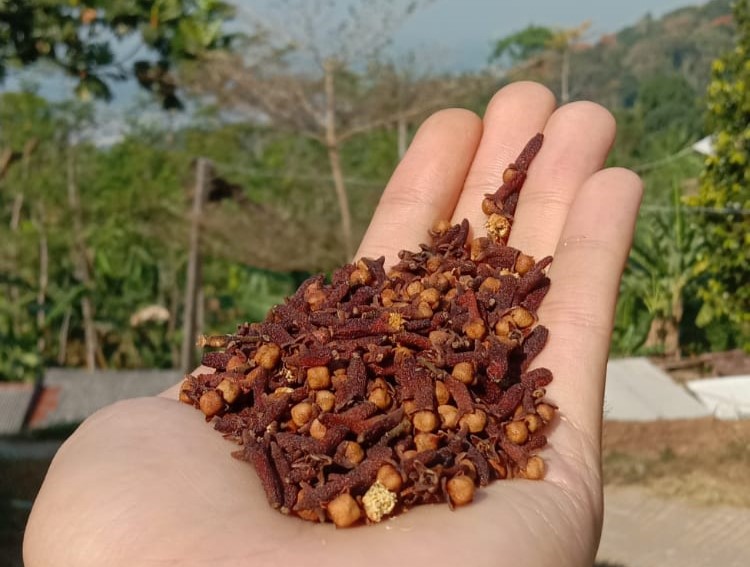 kopi